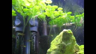 15 gallon Planted Tank  Dwarf Gourami Galaxy Rasboras Hengeli Rasboras [upl. by Shumway206]