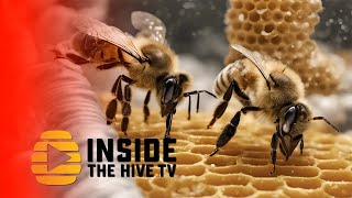 New Honey Bee Behavior Against Varroa Mite [upl. by Soilissav]