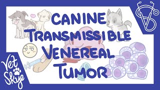 Canine Transmissible Venereal Tumor CTVT [upl. by Yebba]