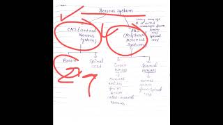 Types of Nervous SystemCNS and PNS [upl. by Einafpets]