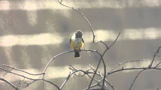 Female Vermilion Flycatcher [upl. by Amesari]