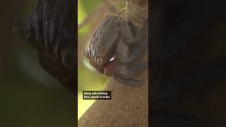 Mangroves are the best ecosystem for animals Brazil restoration project over landfill [upl. by Penrod32]