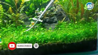 How to trim Marsilea hirsuta carpet [upl. by Cross]