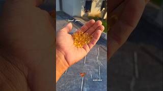 Giving Fish Capsule to Roosters 💊aseel youtubeshorts aseellovers [upl. by Subak785]