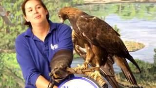 Golden Eagle Feeding [upl. by Adnirem]