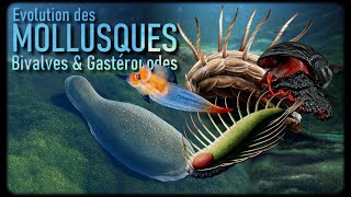 Les premiers Mollusques Bivalves et Gastéropodes Mollusques 13 [upl. by Bartlett890]