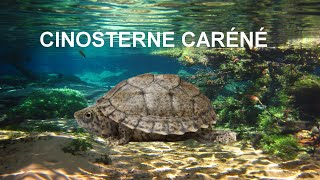 LA CINOSTERNE CARÉNÉ [upl. by Essilec]