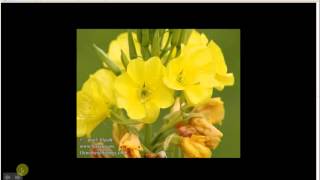 Oenothera biennis  Evening Primrose Pt 1 of 2 [upl. by Ck]