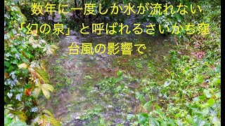 台風の影響で、「幻の泉」さいかち窪にも水が！都立小平霊園、黒目川の源流 2024年8月30日〜31日 [upl. by Eecyal]