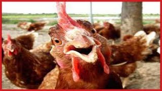 FUNNY Roosters Crowing Compilation ✔ [upl. by Nagey]