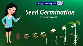 What is Seed Germination  SEED GERMINATION  Plant Germination  Plant Science for Kids [upl. by Anais]