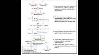 Lipid Metabolism Part 2 Beta Oxidation amp Ketogenesis [upl. by Acirehs380]