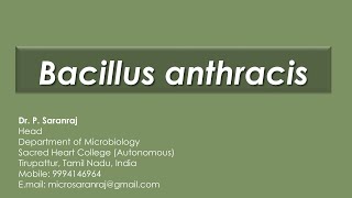 Bacillus anthracis [upl. by Lenka865]