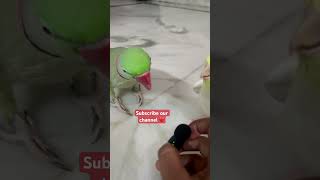 Roti khani hai mithu ko  parrot pabloparrot comedy funny talkingparrot parrotfood parrotlet [upl. by Rondon996]