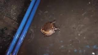 Ever wondered what two frogs fighting looks like 🐸PLEASE SUBSCRIBE [upl. by Luy]