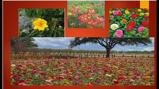 Trees Plants Flowers in Barry Nirmal’s Backyard in Houston Texas USA [upl. by Enrev]