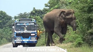 The bus conductor who drove away the ferocious wild elephant with a stick [upl. by Eidoj]