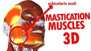 Muscles of Mastication  Jaw And Mandible  Face Anatomy part 3 [upl. by Avuha]