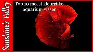 Top 10 meest kleurrijke zoetwater aquariumvissen  Aquarium Sunshine Valley [upl. by Faruq]