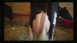 Jacobs Goldwyn Ilora EX93 [upl. by Saunders]