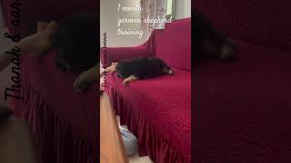 1 month german shepherd puppy training how to train german shepherd puppy at home germanshepherd [upl. by Chuipek]