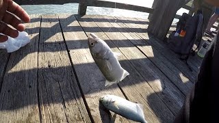 SNAPPER BLUEFISH Slayfest on the Pier Myrtle Beach SC [upl. by Illah]