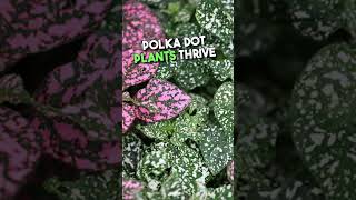 Red Splash Polka Dot Plant  Hypoestes  Colorful House Plant [upl. by Doraj]