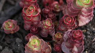 Latest Sedum Spurium Voodoo Stonecrop Collection [upl. by Acissey657]