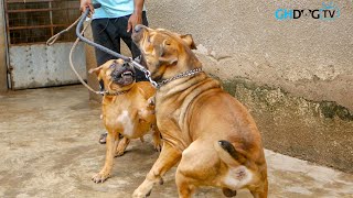 Female Boerboel shuts up Big Male Boerboel [upl. by Evvy]