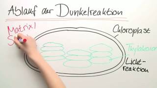 PHOTOSYNTHESE  DIE LICHTUNABHÄNGIGE REAKTION  Biologie  Stoffwechselbiologie [upl. by Gurevich]