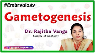 Gametogenesis  Introduction to Embryology [upl. by Mavra]