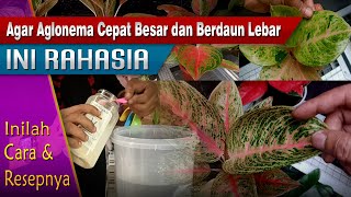 INI RAHASIA AGAR AGLONEMA DAUNNYA BESAR JUMBO INILAH CARA DAN RESEPNYA [upl. by Irbua325]