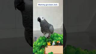 Aww The First Time Parrot Rocky Said Bird 🦜🥰 africangrey talkingparrot pets birds parrot [upl. by Nyleimaj970]