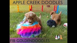 F1b Goldendoodle Puppies [upl. by Anehta]