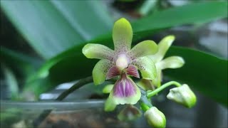 Phalaenopsis deliciosa [upl. by Heilner]