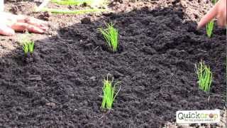 How To Grow Spring Onions  A Handy Step by Step Guide [upl. by Chryste]