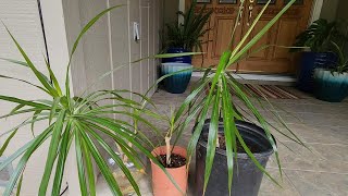 Propagating Dracaena from Cuttings with all updates [upl. by Ielak481]