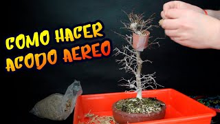 COMO HACER ACODO AEREO ZELKOVA SERRATA [upl. by Nerrol]