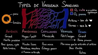 Les types de vaisseaux sanguins [upl. by Aicilif521]