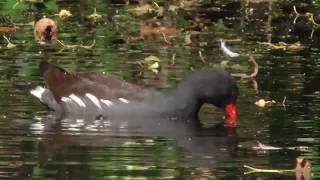 Common Moorhen Gallinula chloropus [upl. by Lashonde832]