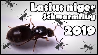 Ameisenköniginnen im Regen  Lasius niger Schwarmflug 2019 [upl. by Chamberlain]