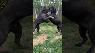 Cane Corso FIGHT or play italianmastiff canecorso dogfight bigdog strongdog [upl. by Neumark811]