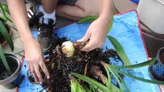 Preparing Amaryllis for Dormancy [upl. by Cochard]