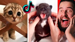 Animales Graciosos En Tik Tok Que Te Harán Reír [upl. by Bowen85]