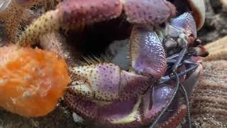 Hermit crab eating CLOSE UP Those claws are NUTS [upl. by Harli127]