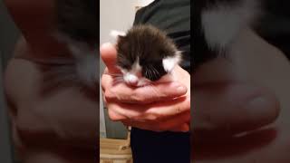 Cute little kitten gives a cute little sneeze kitten cutekittenvideos shorts [upl. by Anerres]