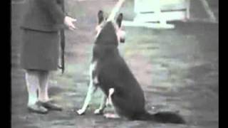 1920s1930s German Shephards  Real Schutzhund [upl. by Rovelli]