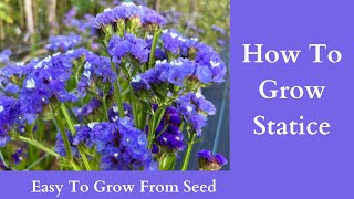 How To Grow Statice  Easy To Grow From Seed [upl. by Sayed]