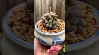 Haworthia cooperi haworthia succulent cutepots succulentobsession succulentplant plants [upl. by Marney]