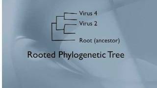 Phylogenetic Trees Viruses [upl. by Palmira]